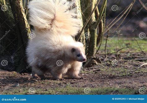 Albino skunk alert stock image. Image of natural, captive - 85095393