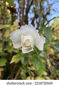 White Rose Garden Stock Photo 2218720569 | Shutterstock