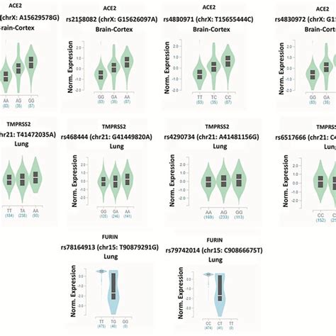 Violin Plots Of Genotype Specific Expression Of ACE2 TMPRSS2 And