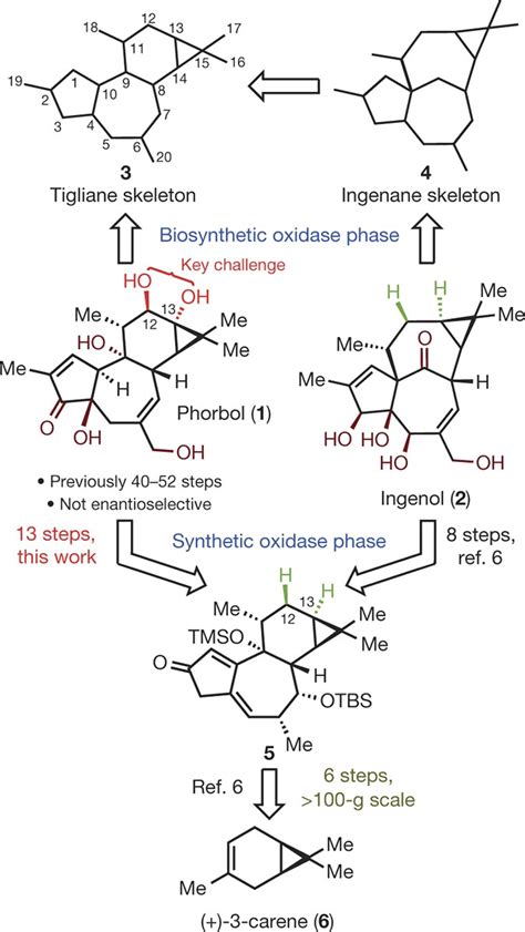 Nineteen-step total synthesis of (+)-phorbol | Nature 