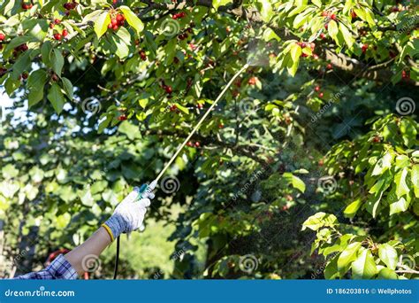 Spraying Of Fruit Trees In Late Winter From Pests And Insects Royalty