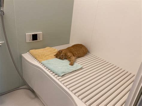 お風呂入ろう！→まさかの先客だニャ 蓋の上でくつろぐ猫さん 「サウナで整い中？」「床暖房だ」｜まいどなニュース