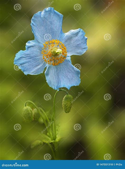 Blue poppy stock photo. Image of blue, flower, bloom - 147551318
