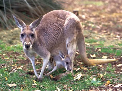 Baby Kangaroo Wallpaper - WallpaperSafari