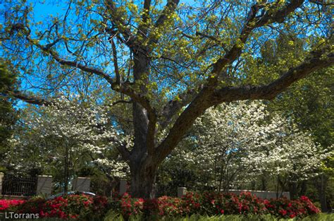 Dogwood Tree In Texas Lee Ann Torrans Gardening