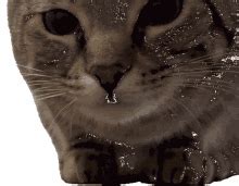 Cat Walking Sticker - Cat Walking Cute - Discover & Share GIFs