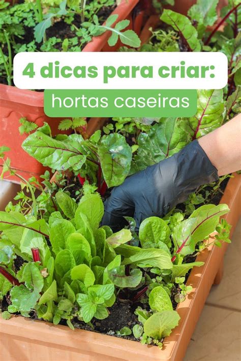 4 Dicas Para Criar Hortas Caseiras Horta Caseira Hortas Dicas