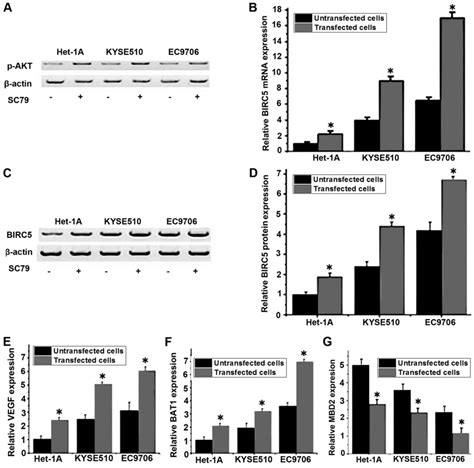 Downregulation Of Birc Inhibits The Migration And Invasion Of