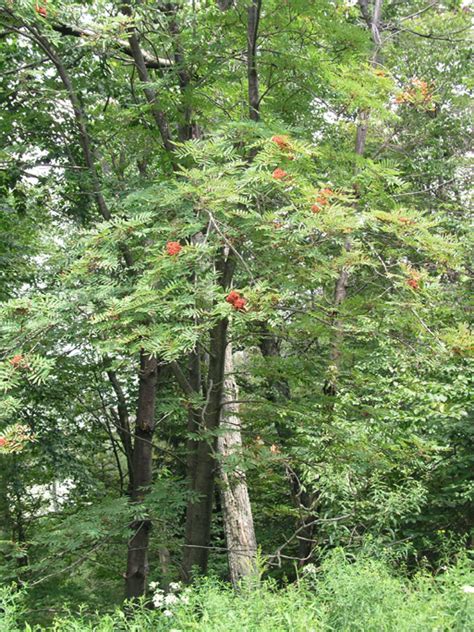 Hikers Guide To The Trees Shrubs And Woody Vines Of Ricketts Glen