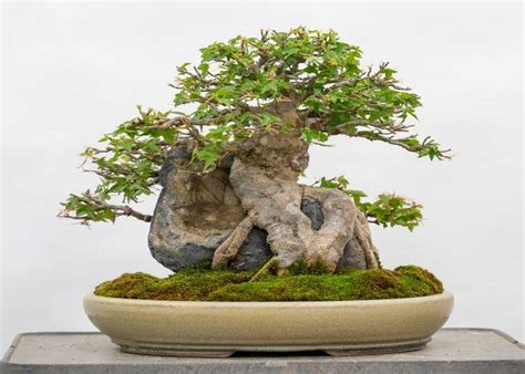 Bonsai Defoliation Technique A Complete Guide For Beginners