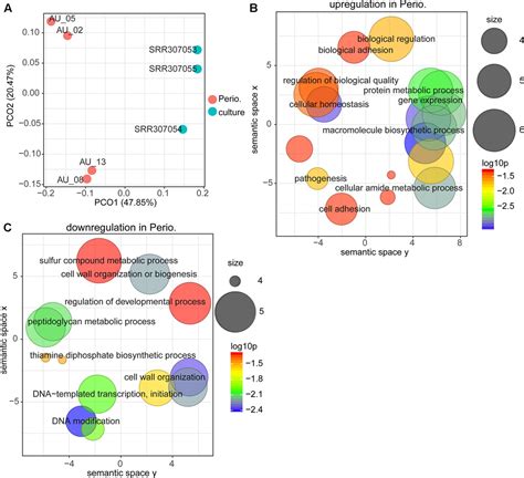 Frontiers Worlds Apart Transcriptome Profiles Of Key Oral Microbes