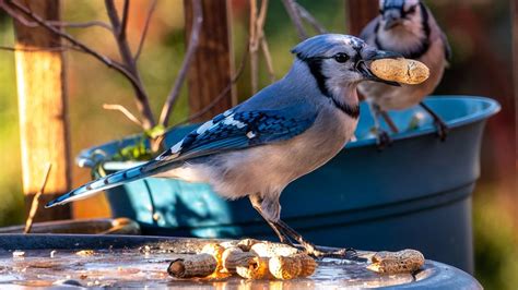 How To Attract Blue Jays To Your Yard