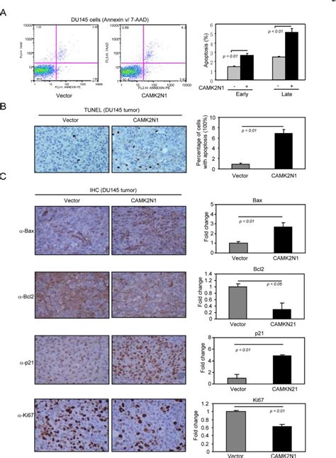 The Tumor Suppressive Role Of Camk N In Castration Resistant Prostate