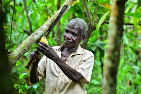 Cacaoculture en Côte d Ivoire Les filières Fracture numérique