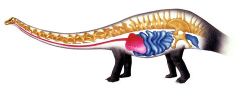 Sauropod Anatomy Photograph by Deagostini/uig - Pixels