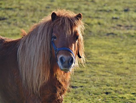 Pony Shetlandpony Wuschelig Kostenloses Foto Auf Pixabay