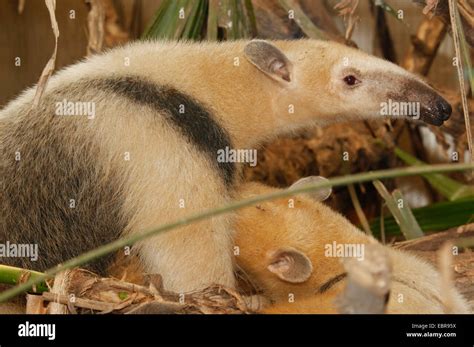 Oso Hormiguero Del Sur Tamandua Tetradactyla Fotografías E Imágenes De