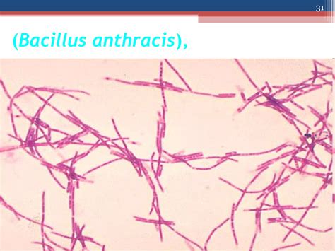 gram staining | PPT