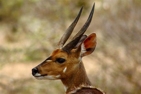 Bushbuck — Destination Uganda Travelers