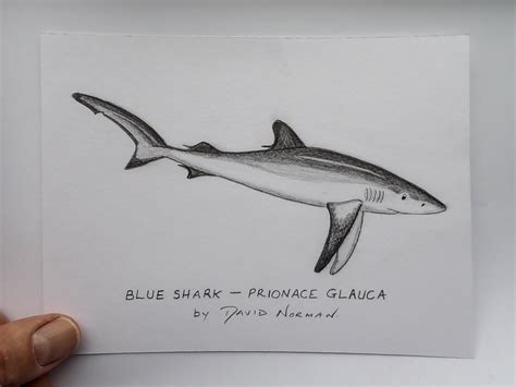 Blue Shark Exclusive Original Drawing - Etsy