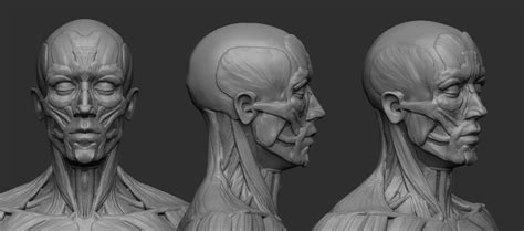 3d Printable Model Male Ecorche Human Anatomy Reference Human Anatomy