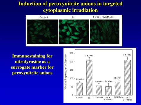 PPT Targeted Cytoplasmic Irradiation And Its Biological Consequence