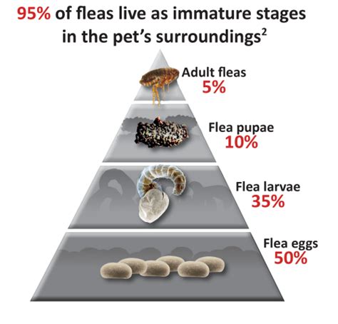 Flea Control - Fast Control - Available NOW!!