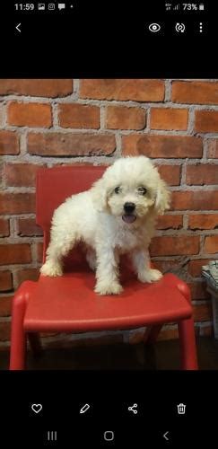 Jual Anjing Poodle Murah Ada Anakan Mini Toy Poodle Page Of