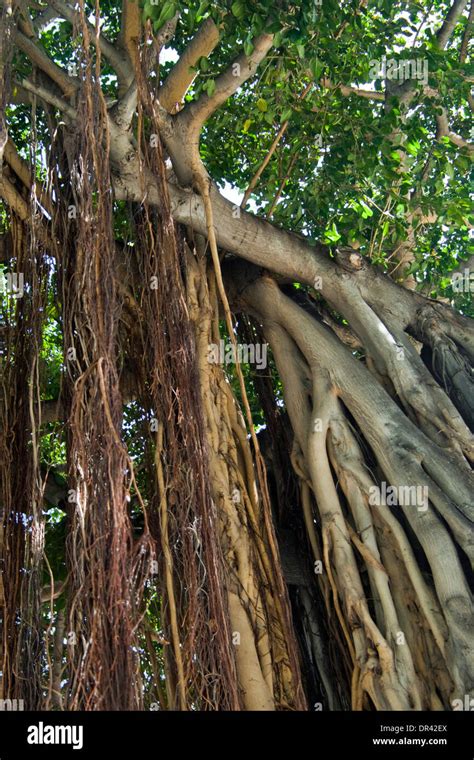 Banyan tree at Kuhio Beach Park, Waikiki Beach, Honolulu, Oahu, Hawaii ...