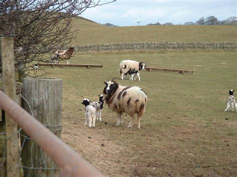 Jacobs Sheep With Lambs Near Cumrew © Barry Boxer Geograph Britain And Ireland