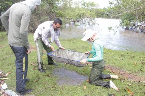 The Mangrove Killifish | Field Notes