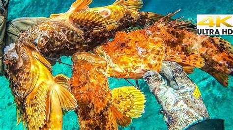 Spearfishing VENOMOUS SCORPION FISH☣️CATCH and COOK - YouTube