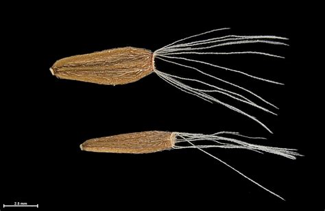 Tetramolopium Remyi Seeds Of Hawaii