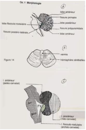 Cm Le Cervelet Flashcards Quizlet