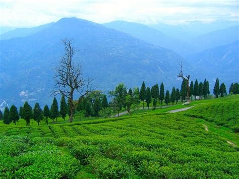 Temi Tea Garden Ravangla Timings Entry Fee Best Time To Visit