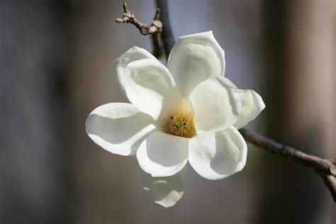 Free stock photo of beautiful flowers, bokeh, flower