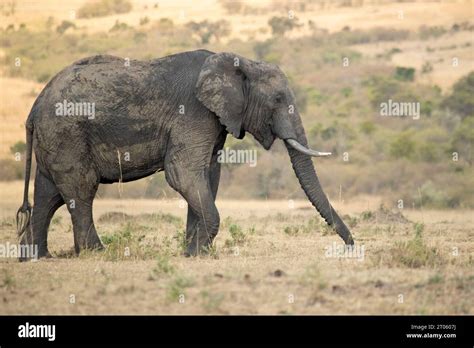 Adult Male African Elephant In The African Savannah Among Tall Grasses