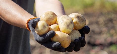 Premium Photo A Male Farmer Holds A Potato In His Hands Selective