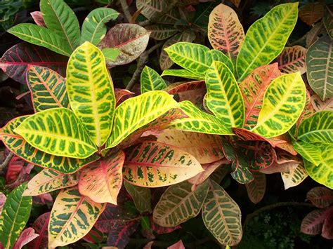 15 Croton Plant Indoor Care Growth Tips For Beginners