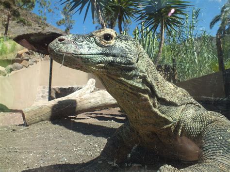 food for thought and other things: Palmitos Park, Gran Canaria - Part 1