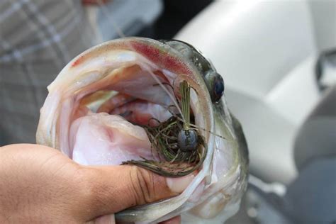 Do Bass Have Teeth A Guide To Handling Largemouth Smallmouth And Other Species