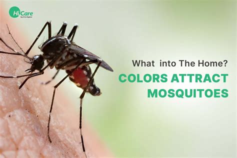 What Colors Attract Mosquitoes To The Home