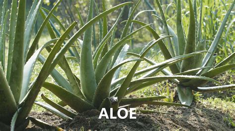 Aloe Caratteristiche E Propriet Della Pianta Come Curarla E