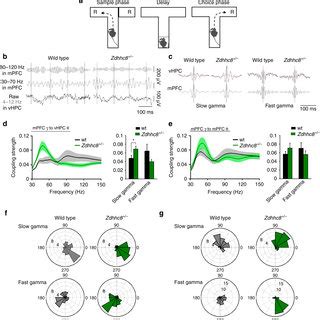 VHPC ThetamPFC Slow Gamma Coupling Is Enhanced With The Challenge Of A