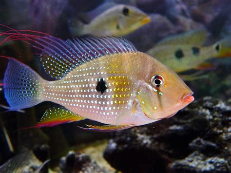 Acarichthys Heckelii Threadfin Acara Río Negro Pinterest