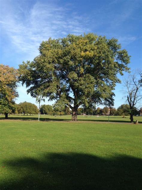 Fotos Gratis Paisaje Rbol Naturaleza C Sped Planta Prado Luz