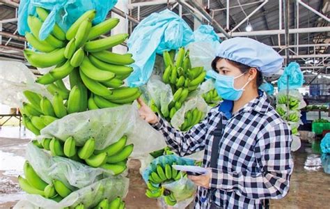 Exportaciones de durián plátano y pitahaya de Vietnam dan buenas