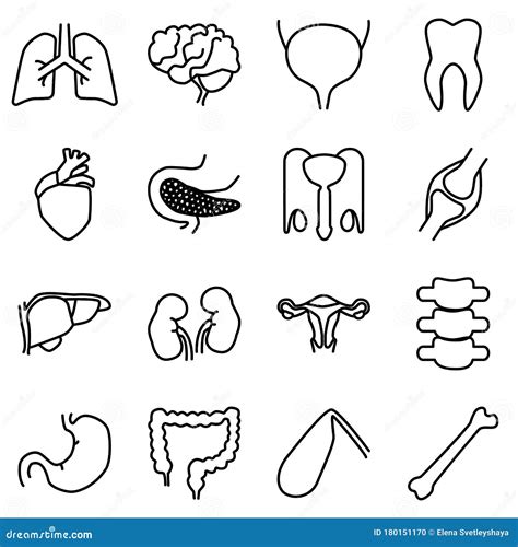 Testicles Line Icon Outline Symbol Vector Illustration Concept Sign