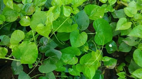 Green Tinospora Cordifolia Gulvel Live Medicinal Plant At Rs 250 Piece