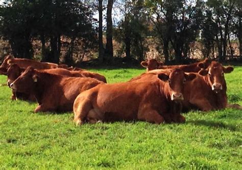 About Limousin Cattle – Brown Eden Limousin